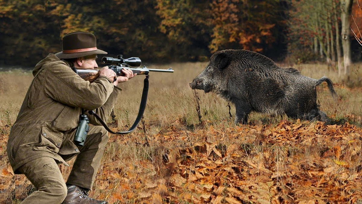 Free boar fuck